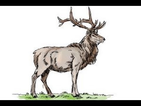 480x360 How To Draw An Elk