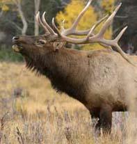 197x207 Pa Elk Draw Webcast Big Game Hunting Realtree