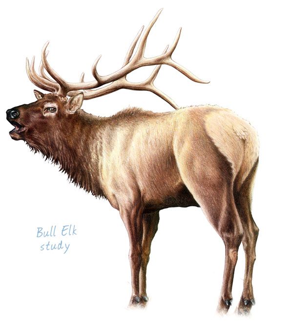 600x684 Pencil Drawings Of Bull Elk Bull Elk Pencil Drawings