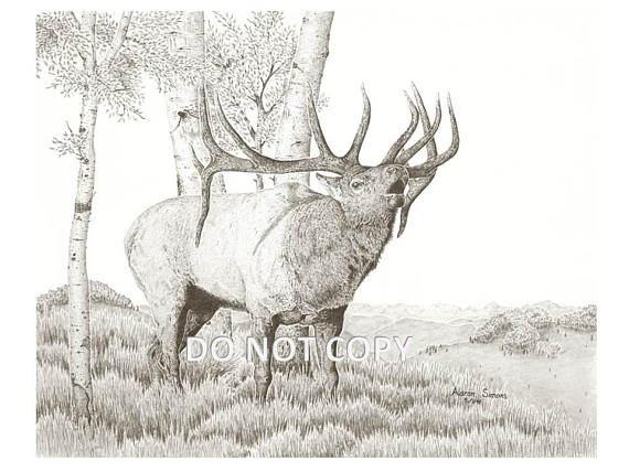 570x428 Western Wildlife Art Print Drawing Of A Bull Elk Bugling