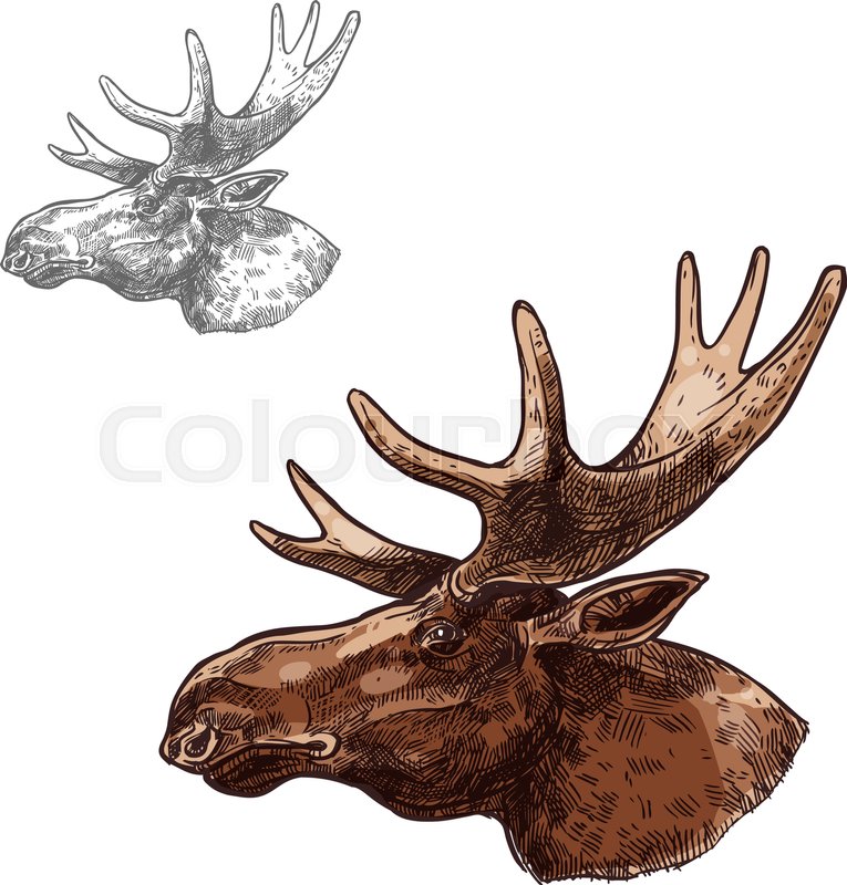 765x800 Moose Elk Head Sketch Vector Icon. Wild Forest Stag Deer