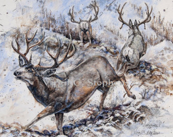 340x270 Elk Art Elk Pencil Drawing Of The Majestic Rocky Mountain