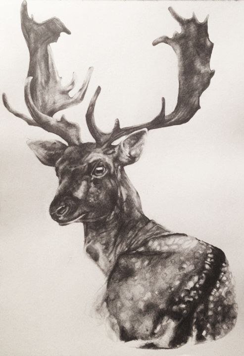 Elk Pencil Drawing at GetDrawings | Free download