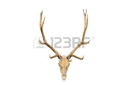 450x300 Elk Head Stock Photos. Royalty Free Business Images