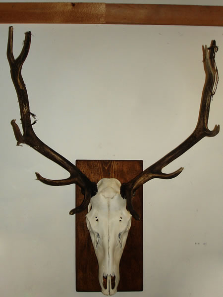 450x600 The Diy Hunter