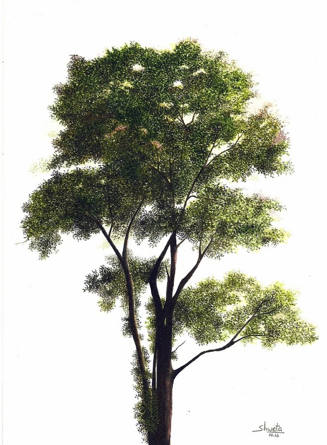 660x900 Watercolor Paintings Elm Tree Watercolor Painting By Aakritiarts