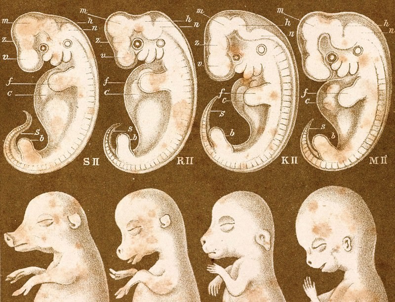 Embryo Drawing at GetDrawings | Free download