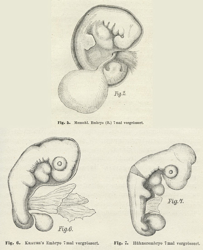 650x800 Making Visible Embryos Setting Standards