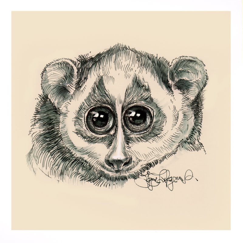 800x801 Slow Loris Endangered Cuteness