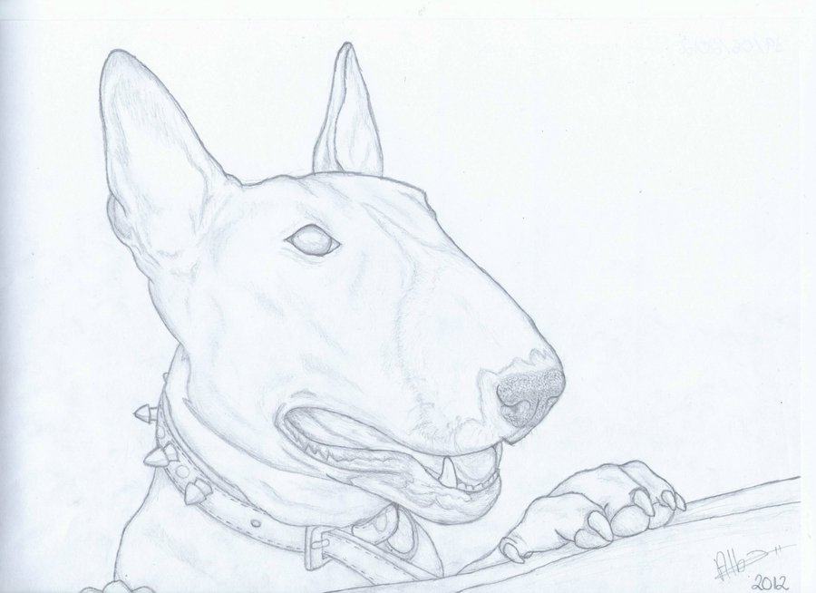 900x654 Bull Terrier Drawing (Syra) By Alba13dragon