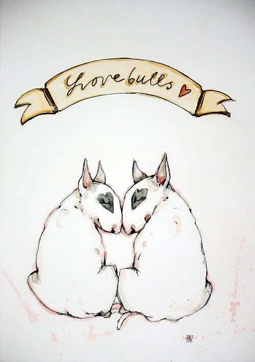 499x708 De 65 Bedste Billeder Fra Bull Terriers