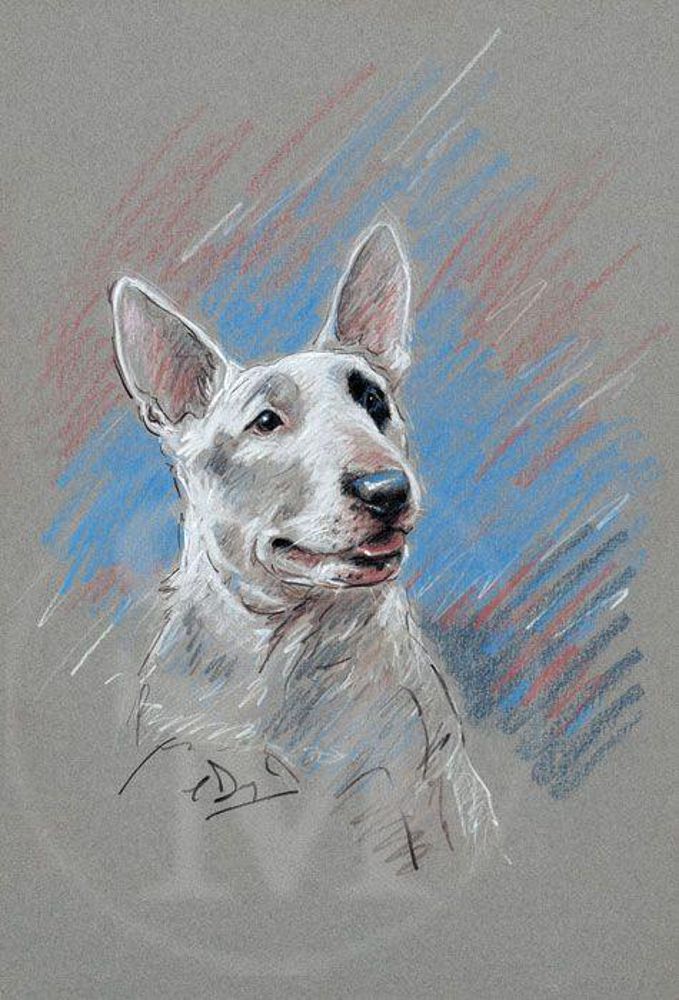 679x1000 English Bull Terrier Pencil Drawing By Paul Doyle.