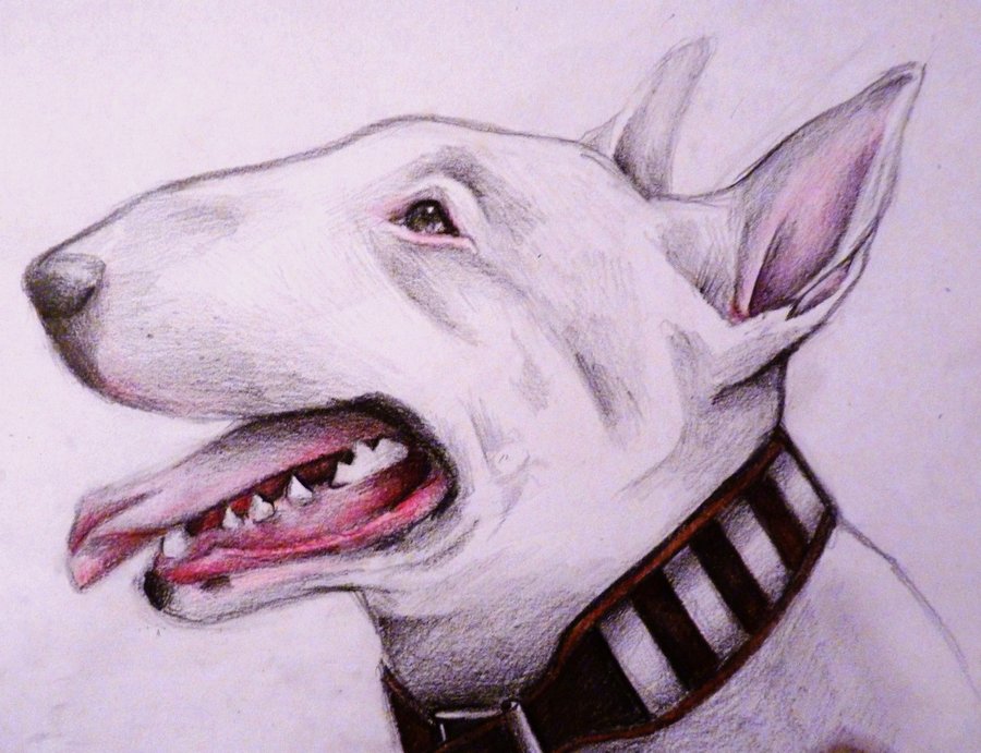 900x691 English Bull Terrier By Midulcelocura
