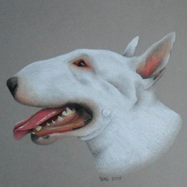 383x383 English Bull Terrier Pencil Drawing My Art English