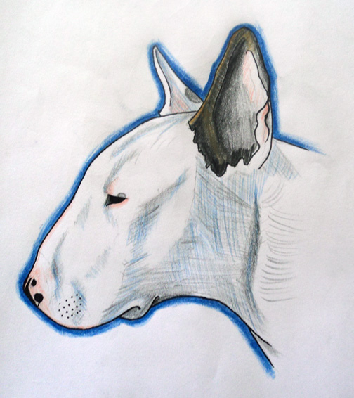 504x566 Fib A Bit Bull Terrier Drawing By Paskaniska