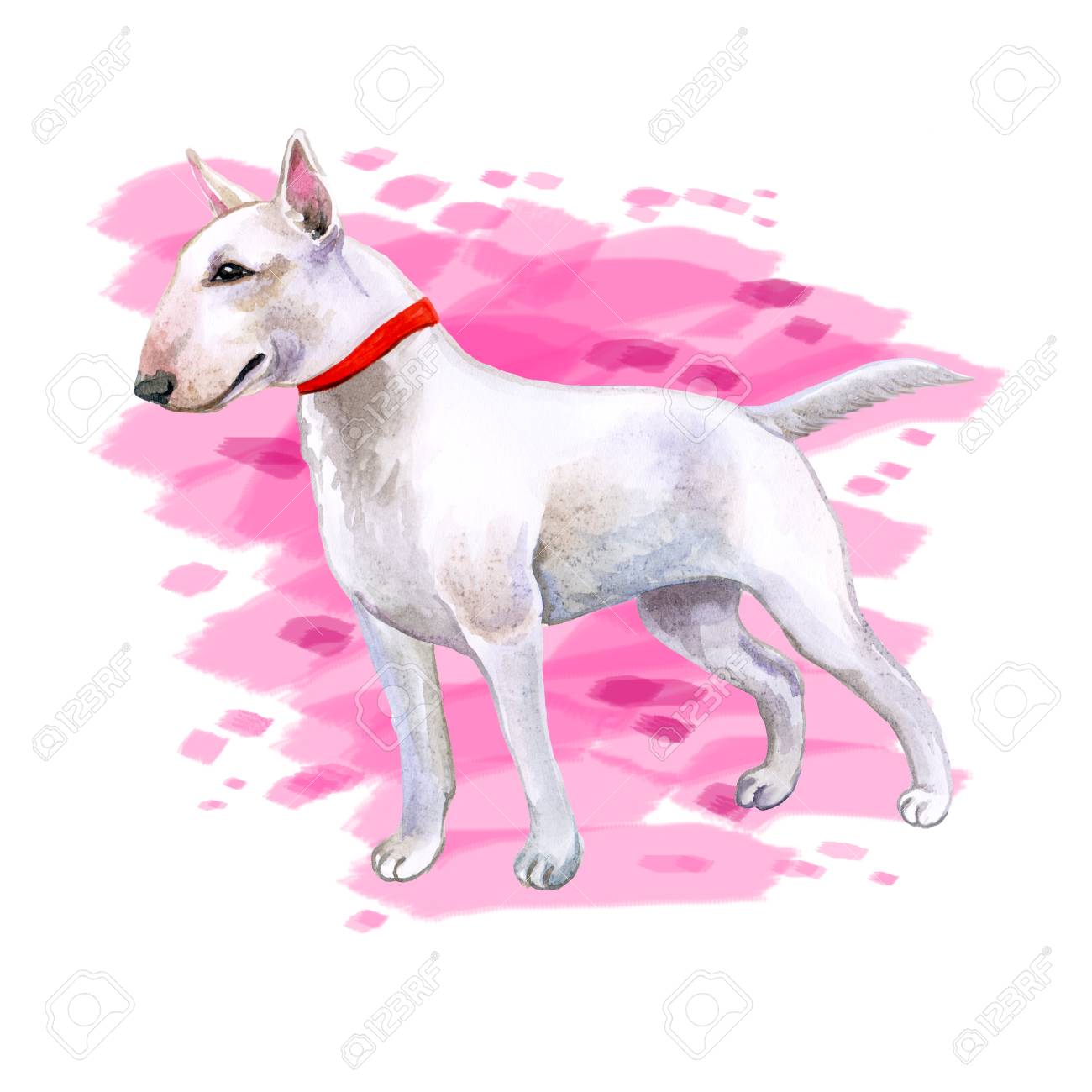 1300x1300 Watercolor Closeup Portrait Of Cute English Bull Terrier Breed Dog
