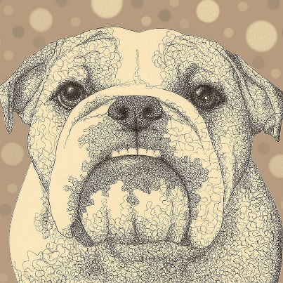 403x403 Baggy Bulldogs Bulldogs English Bulldogs, Dog