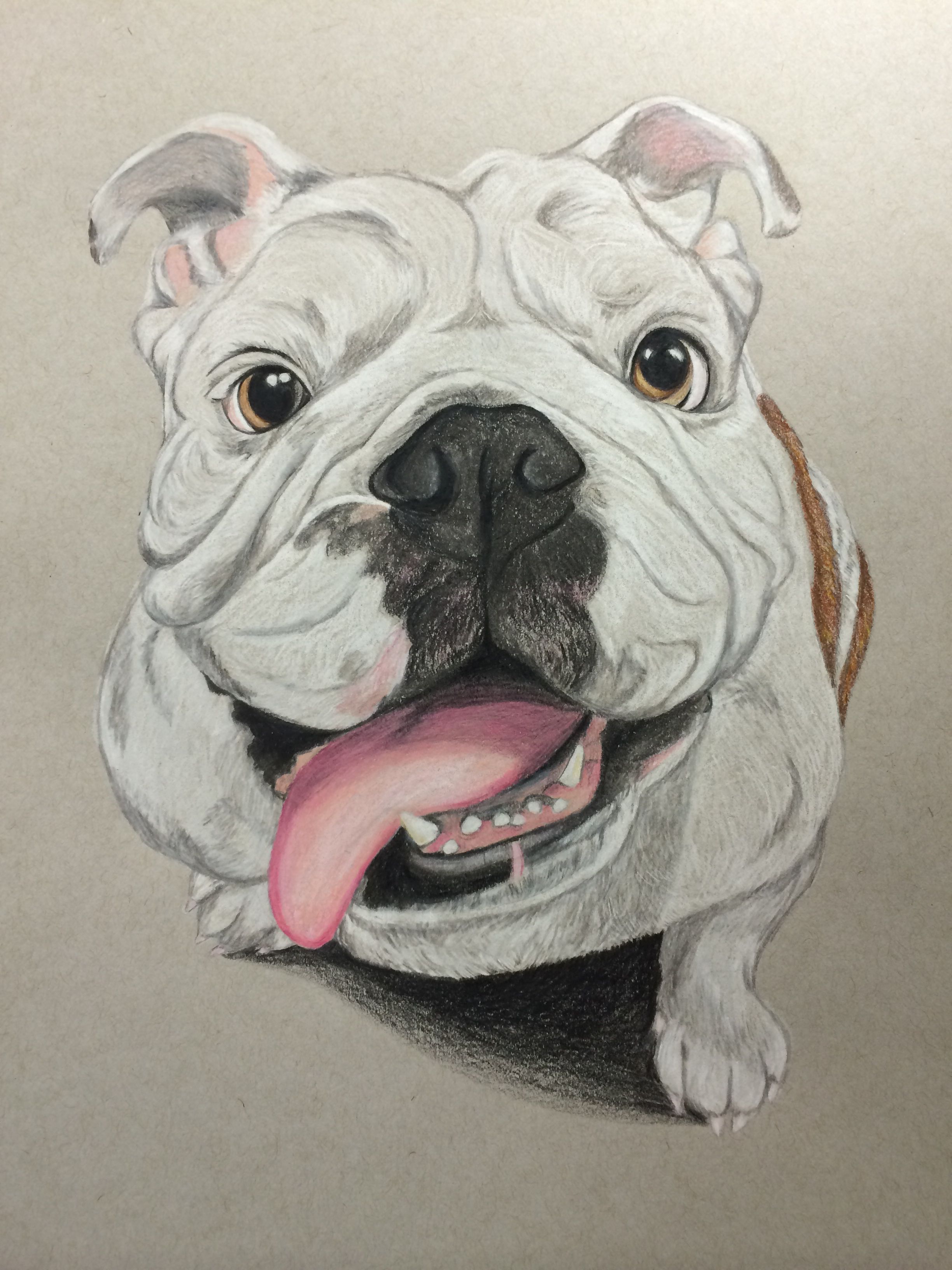 2448x3264 Bulldog