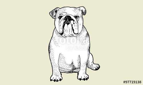 500x300 English Bulldog Pen And Ink Drawing Stock Image And Royalty Free