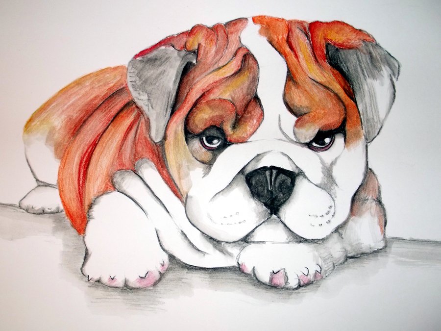 900x675 English Bulldog Puppy By Sadlion