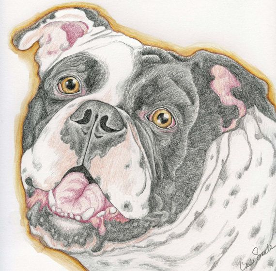 570x558 Old English Bulldog Original Pencil Drawing 7 X 9 Pet Dog Art