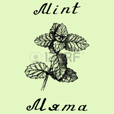 450x450 Thyme Illustration. Botanical Drawing. Pencil Drawing