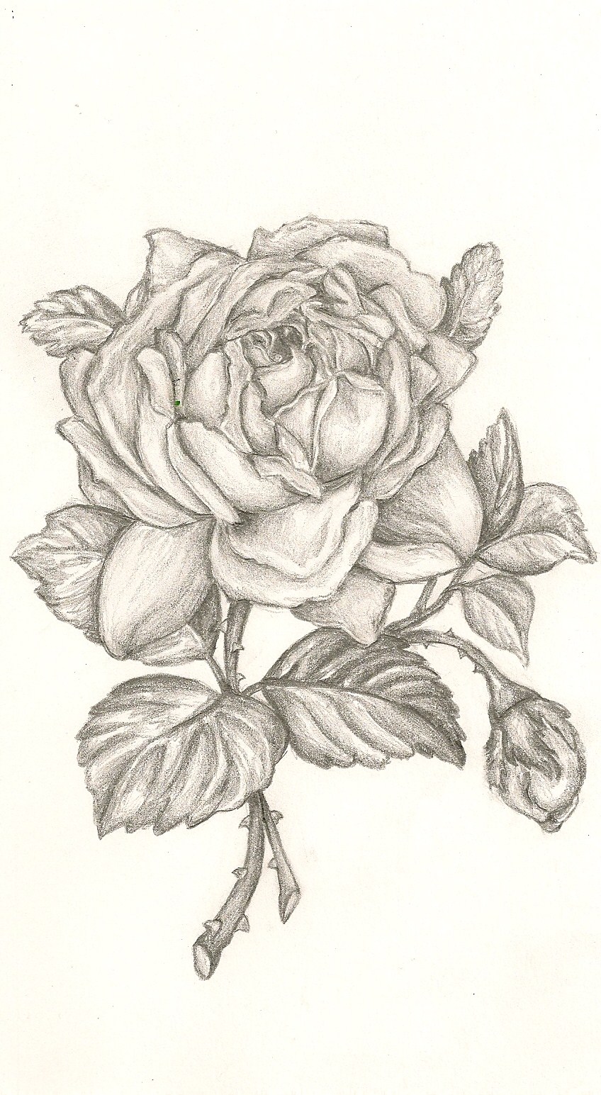 848x1545 Rose Sketch By Bethan Powell