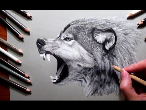 480x360 How To Draw A Wolf Pencil