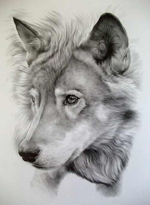 500x683 Pin By Jen Lohjelm On Draw Dog Animals Wolf