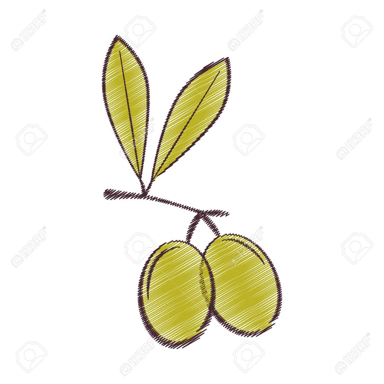 1300x1300 Drawing Olive Leaves Green Design Vector Illustration Eps 10