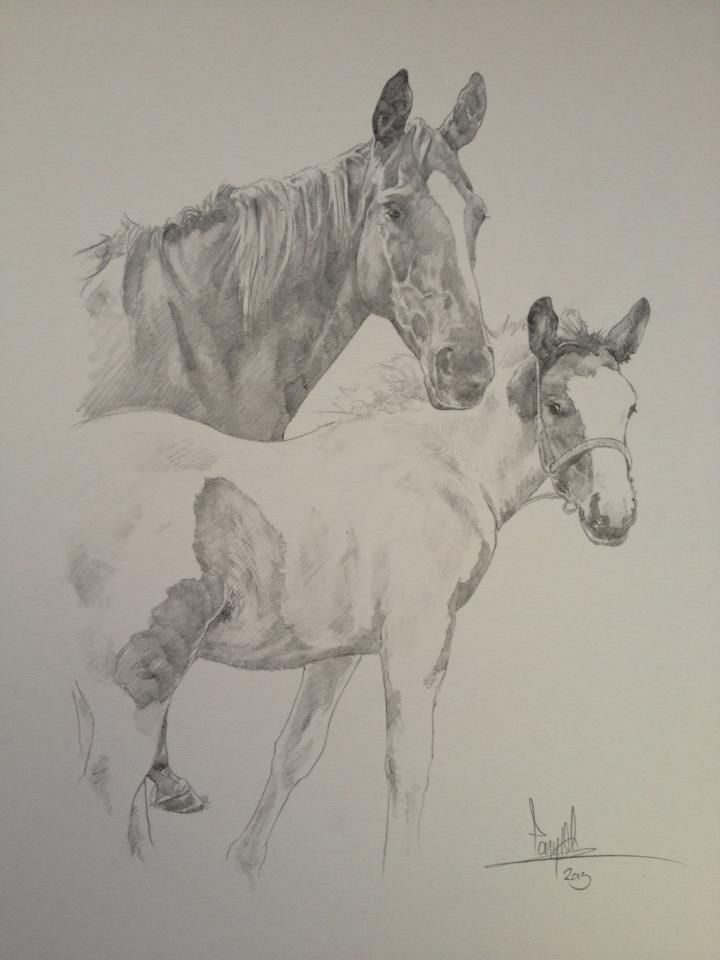 720x960 73 Best Awesome Horse Drawings Images On Equine Art