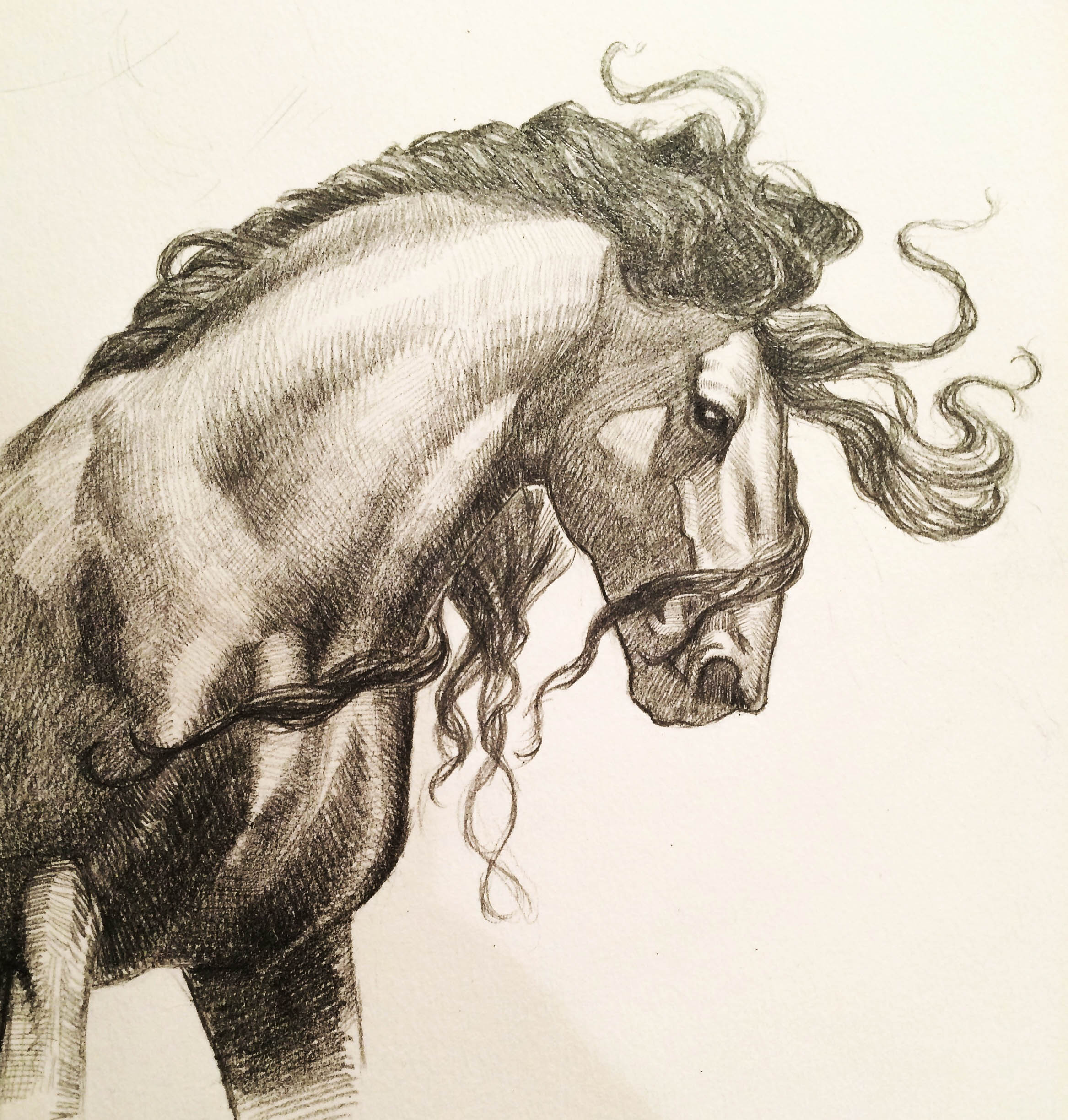 2334x2447 Amelia Murdock The Noble Equine The Krakens A Digital Gallery