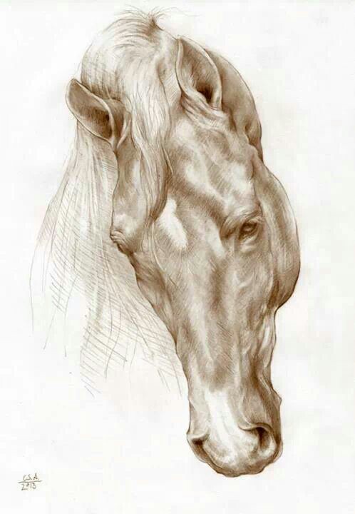 498x720 Equestrian (Equine) Fine Art Pencil, Charcoal Amp Pastel Horse