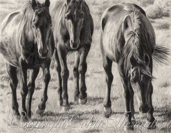 550x427 Standardbred Horse Drawing Horses In Graphite