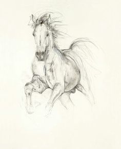 236x291 Horse Drawings Horse Sketches