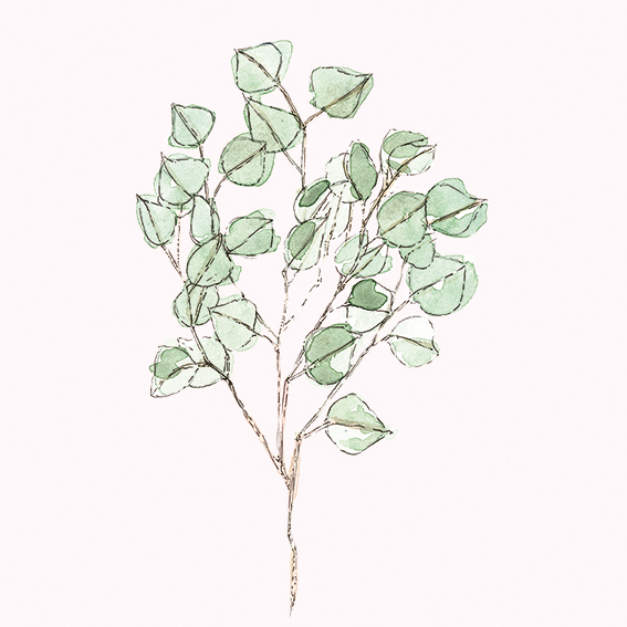 567x567 Drawing Of The Week Eucalyptus Ella's Place