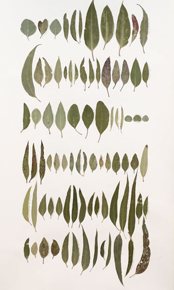 340x567 The Colour Of Eucalyptus 2017 Sally Blake