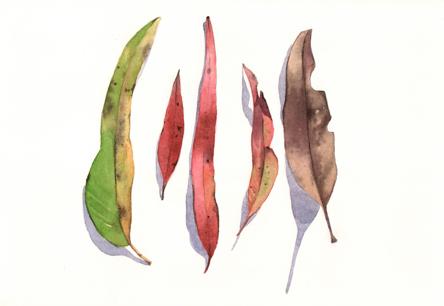 1500x1036 Eucalyptus Leaves Painting E026 Print Of Watercolor Painting A4