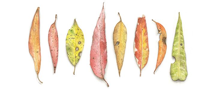 700x300 Gumleavesmatteogrilli Botanical Illustration Leaf