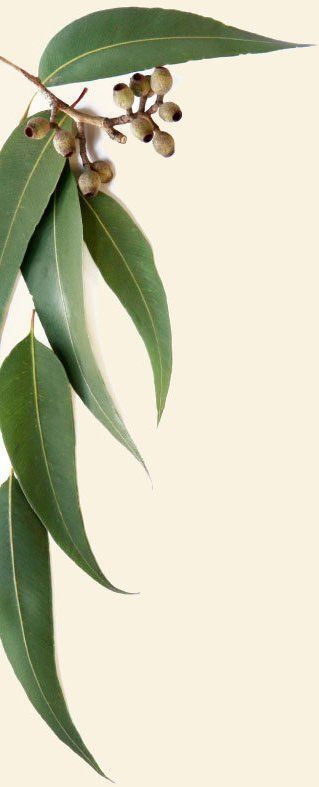 319x787 Image Result For Hawaiian Eucalyptus Leaves Tattoos
