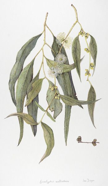 349x600 Botanical Drawing, Botanical Illustration, And Eucalyptus