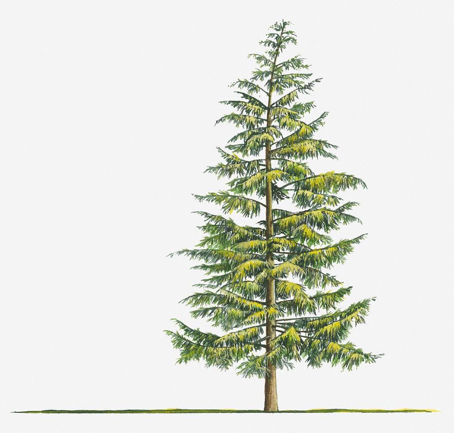 900x860 Illustration Of Large Evergreen Tsuga Heterophylla (Western