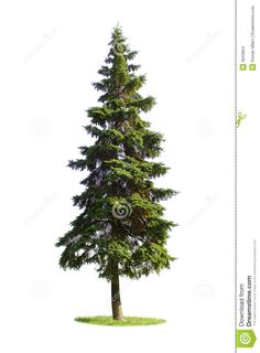 236x320 Evergreen Tree Stencil