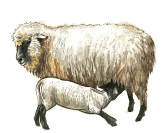 340x270 Sheep Lamb Ewe Etsy