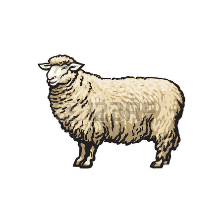 450x450 Vector Sketch Cartoon Style Sheep, Stainless Steel Milk Can