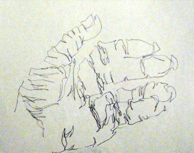 668x527 Start With Blind Contour If You Want Better Drawings