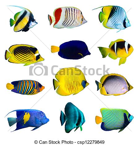 450x470 Tropical Fish Drawing