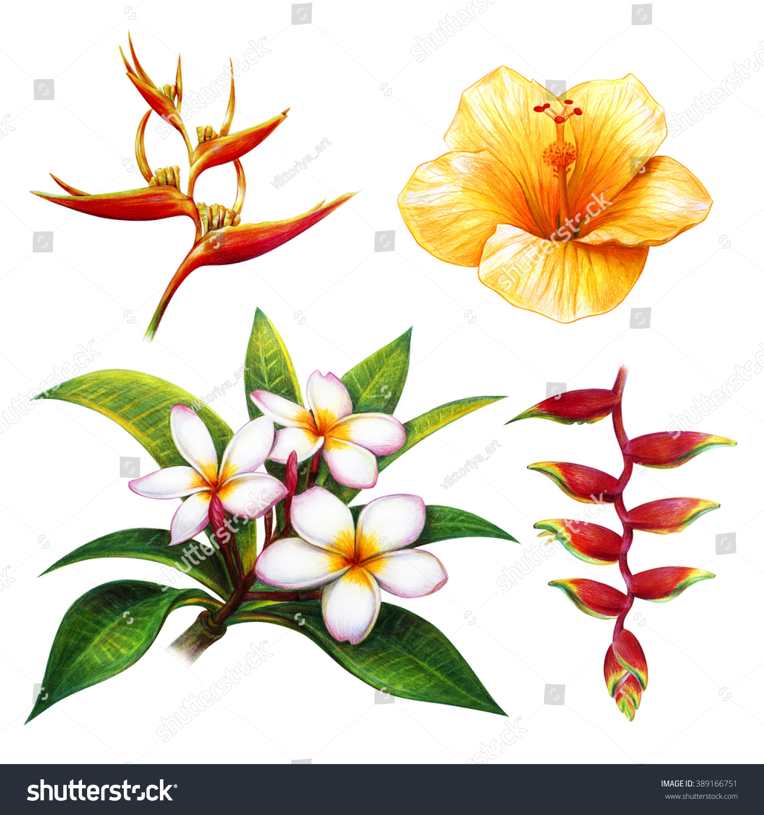 1500x1600 Exotic Flower Drawings Tropical Flower Drawing Set Frangipani