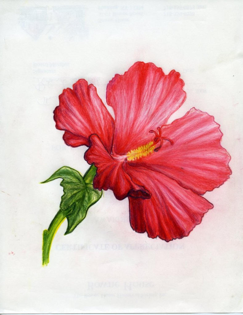 789x1024 Tropical Flower Drawing Exotic Flower Drawing Tropical Flowers