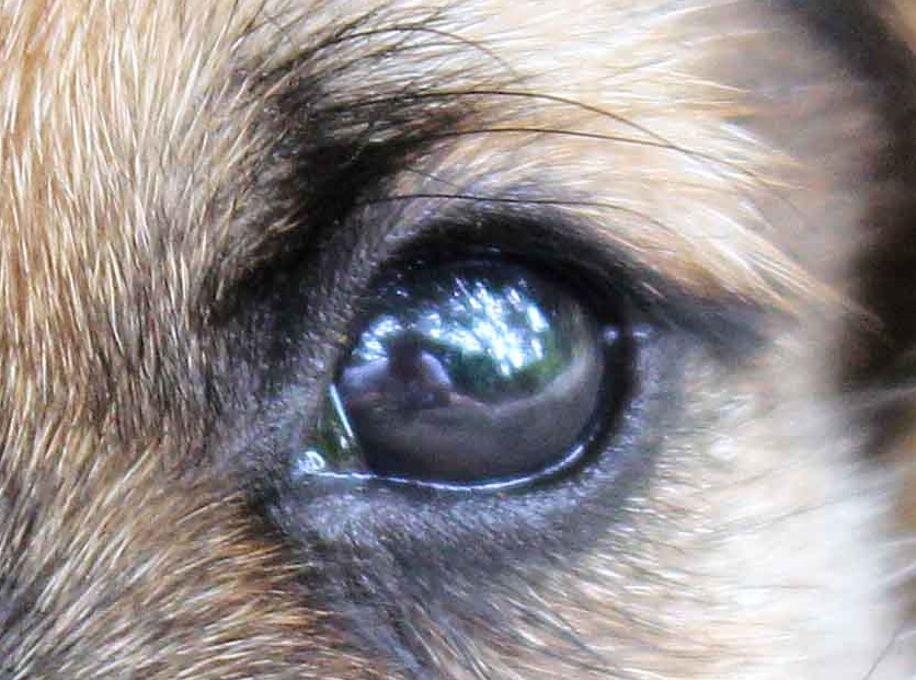 836x621 Drawing Pet Portraits Part 1 How To Draw A Dog's Eye My